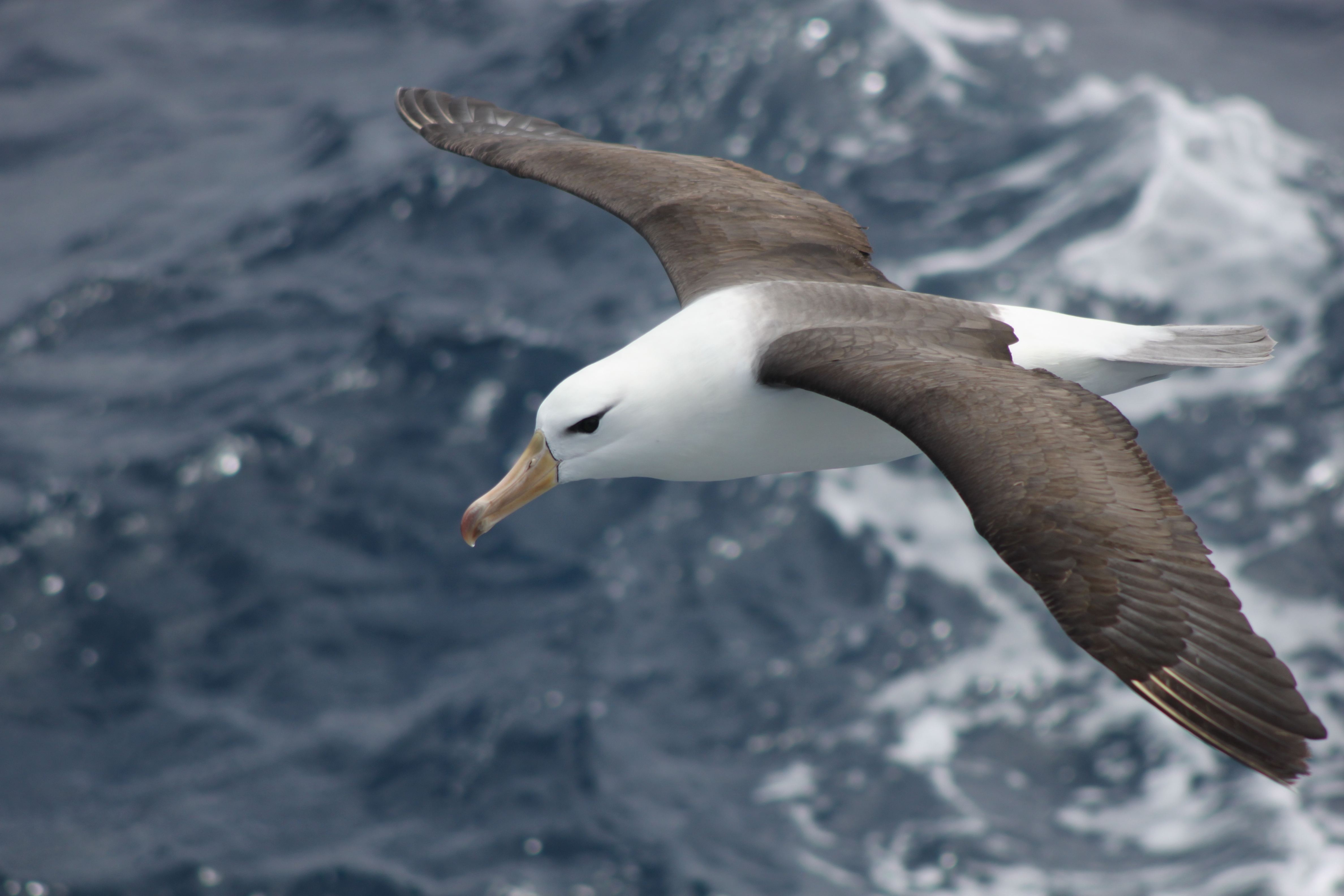 Albatroz-gigante está presente durante todo o ano em mares brasileiros