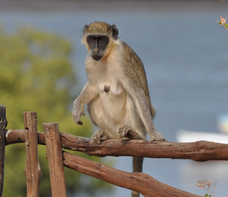 Fêmeas de espécie de macaco estimulam os machos à violência, diz estudo ...
